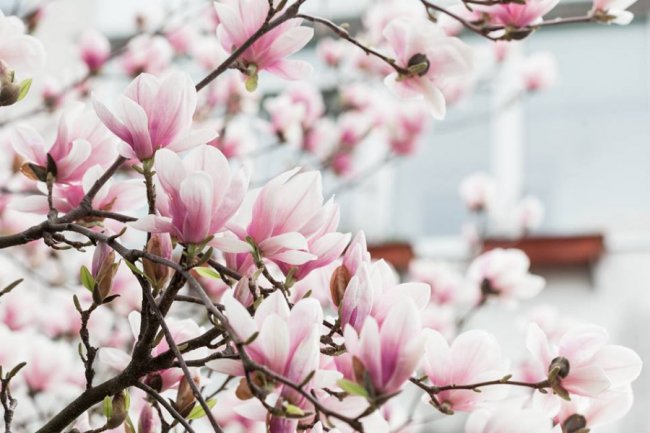 Неймовірна краса: у Луцьку цвіте магнолія