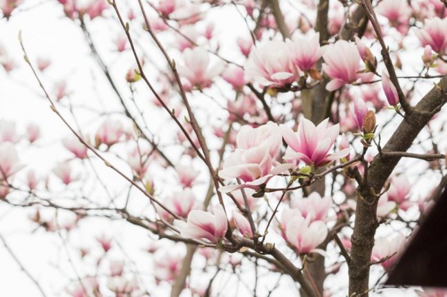 Неймовірна краса: у Луцьку цвіте магнолія