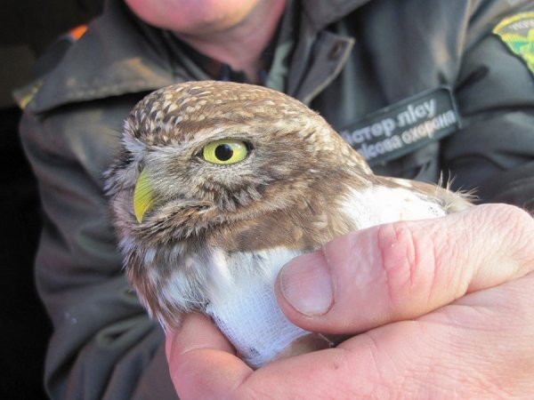 На Волині врятували рідкісного птаха