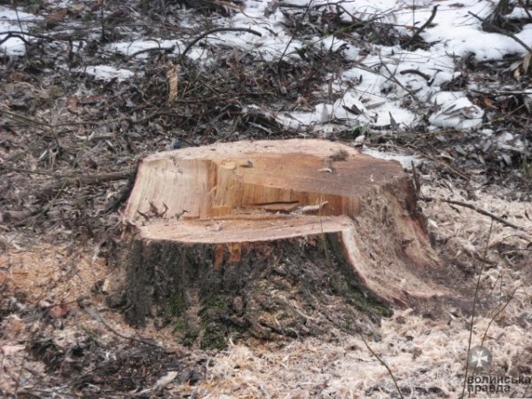 Луцький парк чистять до Водохреща. ФОТО