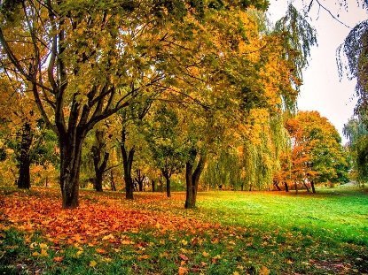 «Золота осінь» у луцькому парку. ФОТО