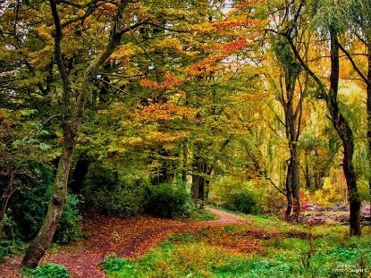 «Золота осінь» у луцькому парку. ФОТО
