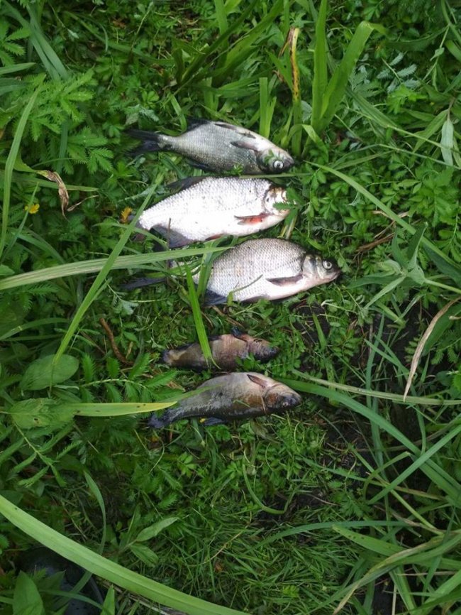 У нацпарку на Волині затримали браконьєра, який ловив рибу сіткою 