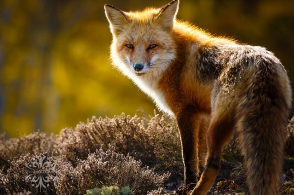 Погляд мисливця, США. © Алхаджі Саму