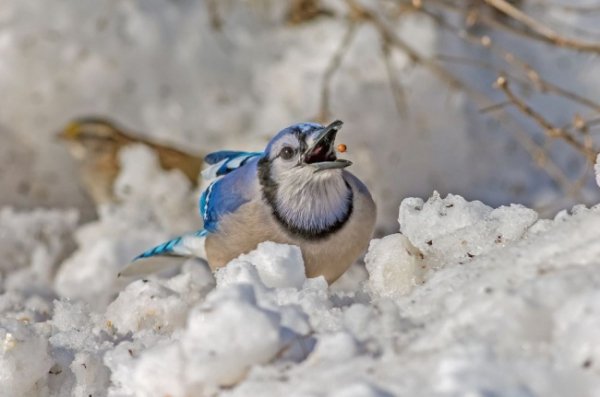 Блакитна сойка, США. © М. Венкатрамеш