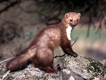 На Волині жінку покусала скажена куниця