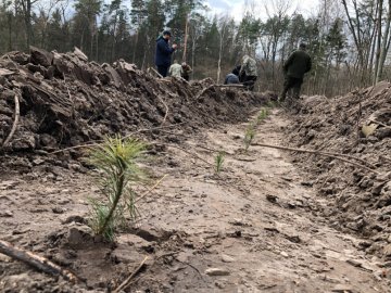 «Легені» міста: у Києві висадили майже півгектара лісу 