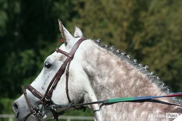 Красуні-вершниці і козаки-екстремали: у Луцьку пройшли кінно-спортивні змагання. ФОТО