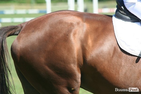 Красуні-вершниці і козаки-екстремали: у Луцьку пройшли кінно-спортивні змагання. ФОТО