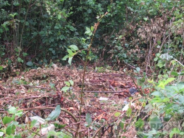 В любомльських лісах знайшли «автомобіль-привид». ФОТО