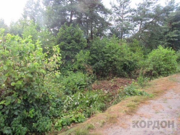 В любомльських лісах знайшли «автомобіль-привид». ФОТО