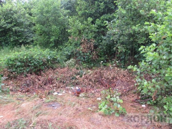 В любомльських лісах знайшли «автомобіль-привид». ФОТО