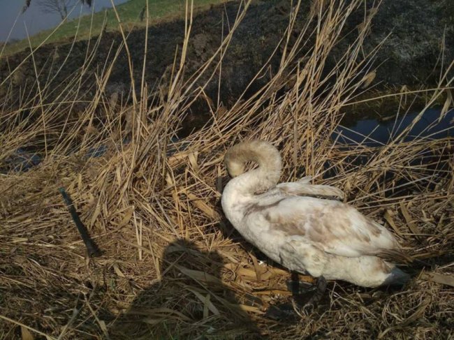 Під Луцьком небайдужі врятували пораненого лебедя. ФОТО