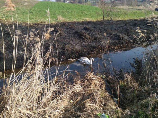 Під Луцьком небайдужі врятували пораненого лебедя. ФОТО