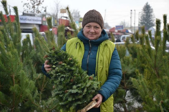 Скільки коштують живі ялинки та сосни на Старому ринку