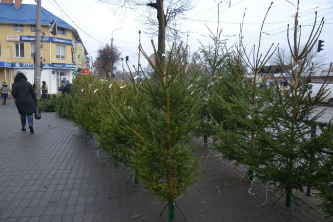 Скільки коштують живі ялинки та сосни на Старому ринку