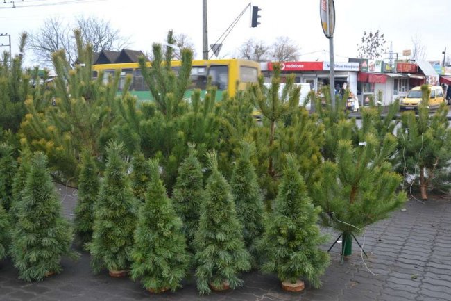 Скільки коштують живі ялинки та сосни на Старому ринку