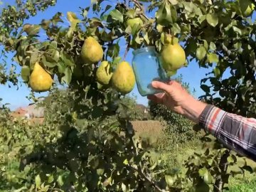 На Волині вирощують груші розміром з літрову банку. ВІДЕО 