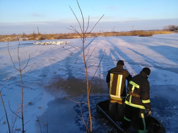 На Волині рятувальники звільнили з крижаного полону 45 лебедів