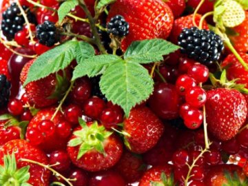 На Волині шукають інвесторів для розвитку ягідництва