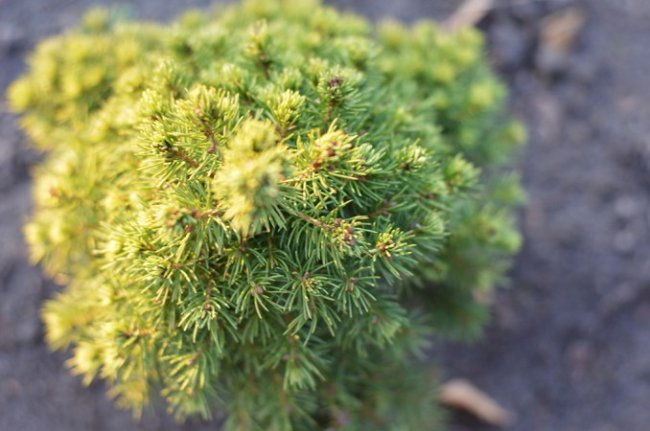 За скільки можна купити новорічну ялинку на Волині