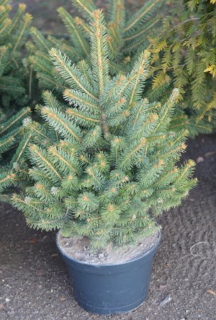 За скільки можна купити новорічну ялинку на Волині