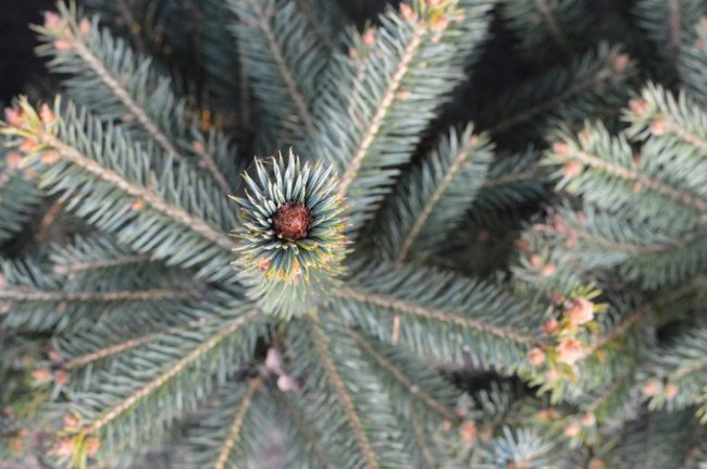 За скільки можна купити новорічну ялинку на Волині