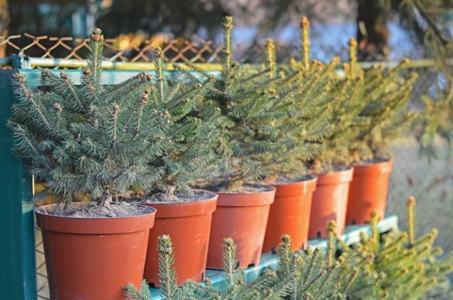 За скільки можна купити новорічну ялинку на Волині