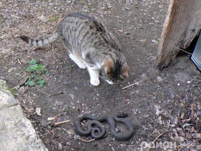 У місті на Волині  біля житлового будинку зловили чималого вужа. ФОТО