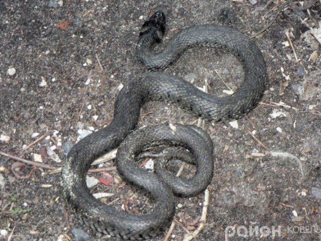 У місті на Волині  біля житлового будинку зловили чималого вужа. ФОТО