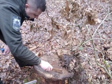 Два волинські лісгоспи заплатять понад 186 тисяч збитків за шкоду середовищу