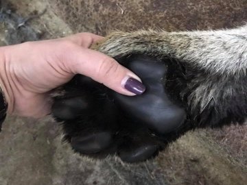 У луцькому зоопарку для тигриці Тріші влаштували медогляд. ФОТО