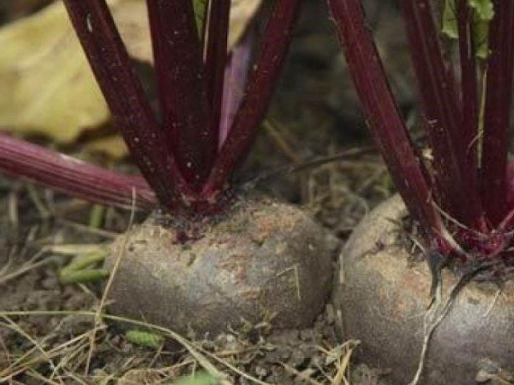 Коли збирати буряк, як правильно це робити та як зберігати врожай