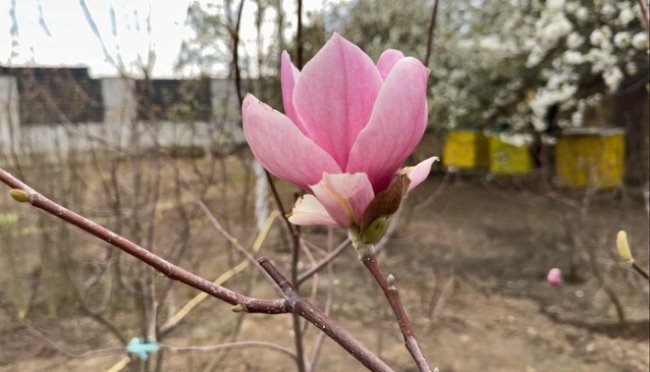 74-річний волинянин вирощує сотні магнолій. ВІДЕО