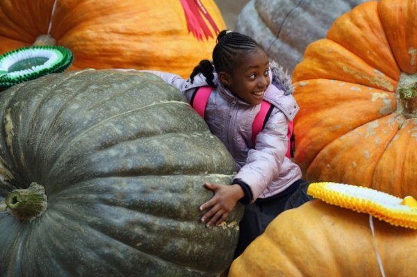 10. Велетенські гарбузи на фестивалі врожаю в Лондоні, Англія, 7 жовтня 2014. (Фото Dan Kitwood | Getty Images):
