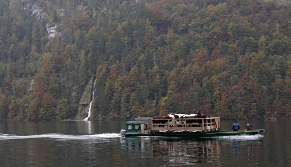 11. Баварські фермери повертають худобу з літніх пасовищ на човні через озеро близько Берхтесгадена, Німеччина, 6 жовтня 2014. (Фото AP Photo | Matthias Schrader):