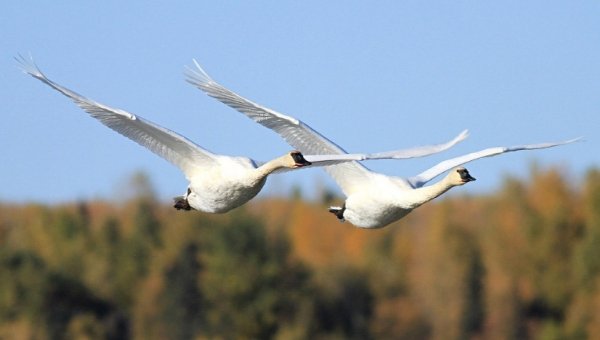 9. Лебеді. Анкоридж, Аляска. Розмах крил - понад 210 см. (Фото AP Photo | Dan Joling):