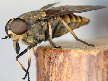 Після укусу ґедзя волинянка «підчепила» небезпечну інфекцію