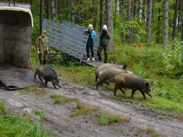 На Волині 120 оленів та майже 30 диких свиней випустили у природній вольєр 