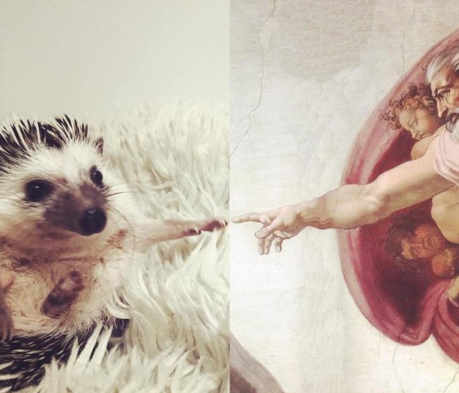 Усміхнений їжак зі Львова підкорює мережу. ФОТО