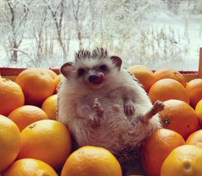 Усміхнений їжак зі Львова підкорює мережу. ФОТО