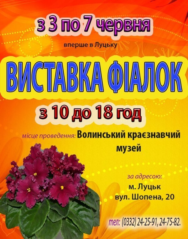 У Луцьку - виставка фіалок