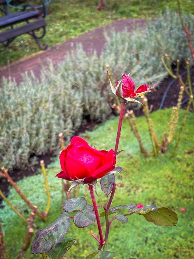 Диво серед зими: біля собору Луцька зацвіла лаванда та троянди