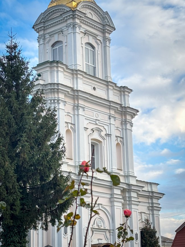 Диво серед зими: біля собору Луцька зацвіла лаванда та троянди