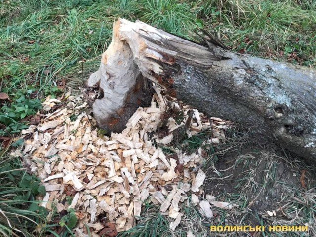 Комунальники не заважатимуть бобрам впорядковувати парк у Луцьку