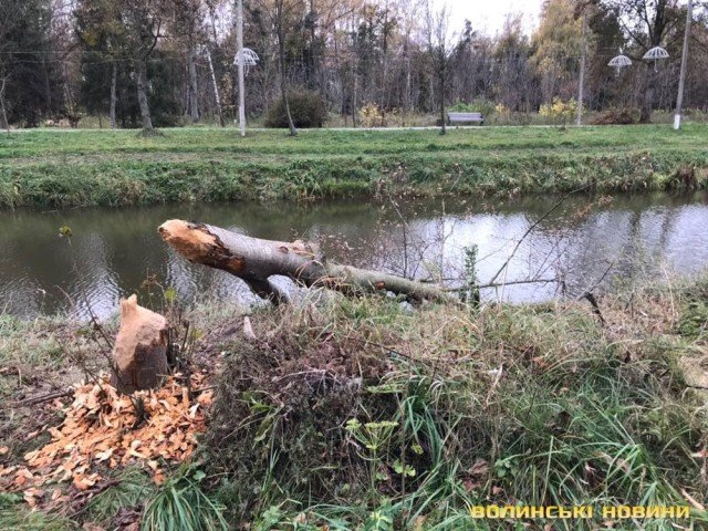 Комунальники не заважатимуть бобрам впорядковувати парк у Луцьку