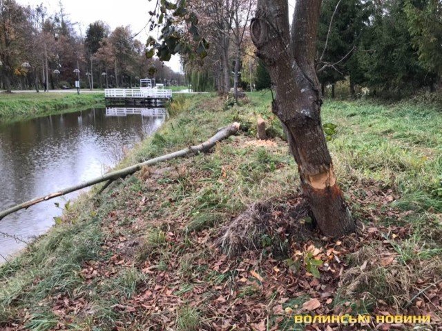 Комунальники не заважатимуть бобрам впорядковувати парк у Луцьку