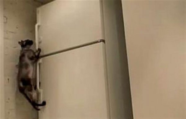 Найкумедніші коти-2012. ФОТО. ВІДЕО