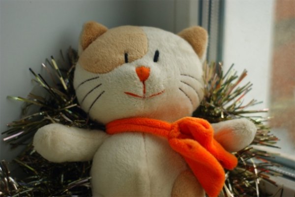 Найкумедніші коти-2012. ФОТО. ВІДЕО