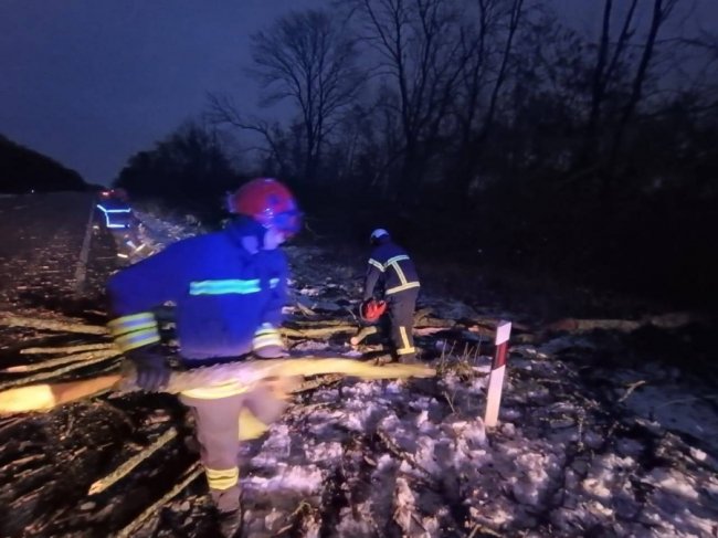 У Луцькому районі вітер звалив дерево на дорогу. ФОТО